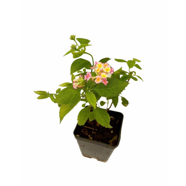 Vendita Piante di Lantana Camara Vaso 7cm - Piante Online|Mondo Piante