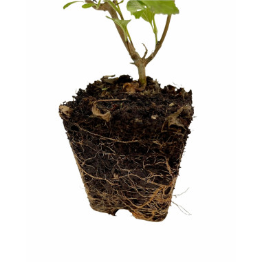 Lantana Camara Plant for Sale - Bush Plants Online | Mondo Piante