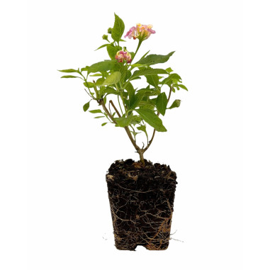 Vendita Piante di Lantana Camara Vaso 7cm - Piante Online|Mondo Piante