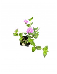 Pianta di Lantana...