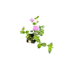 Pianta Lantana Sellowiana Vaso 7 cm: Vendita | Mondo Piante