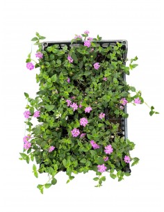 Pianta di Lantana... 2