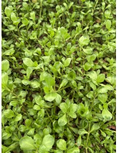 copy of Bonsai Ficus Ginseng