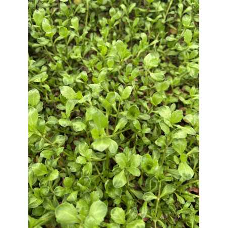 Vendita Pianta Lippia Repens Vaso 7 - Piante Da Cespuglio |MondoPiante