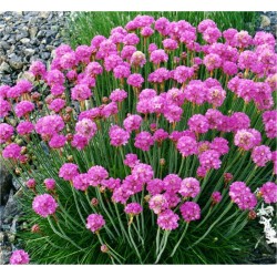 Pianta Armeria Vaso... 2
