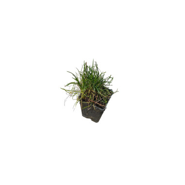 Armeria Plant for Sale - Bush Plants Online | Mondo Piante