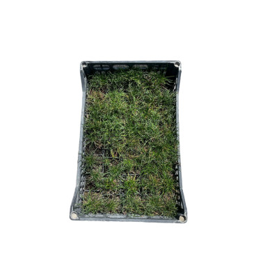 Armeria Plant for Sale - Bush Plants Online | Mondo Piante