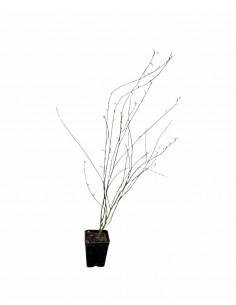 copy of Ginestra Plant