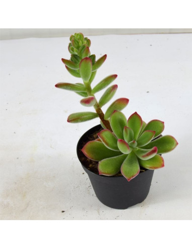 Echeveria Pulvinata Plant For Sale Succulent Plants Mondo Piante