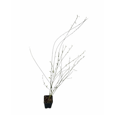 Ginestra Plant for Sale - Bush Plants Online | Mondo Piante