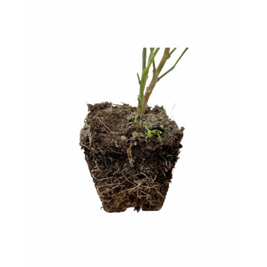 Ginestra Plant for Sale - Bush Plants Online | Mondo Piante