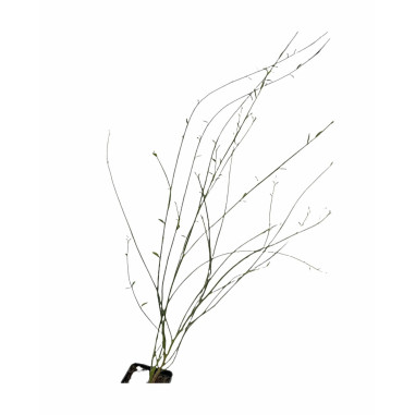 Ginestra Plant for Sale - Bush Plants Online | Mondo Piante