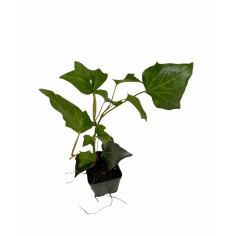 Pianta Edera Ibernica Vaso 7 cm | Mondo Piante