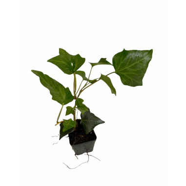 Pianta Edera Ibernica Vaso 7 cm | Mondo Piante