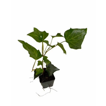 Pianta Edera Ibernica Vaso 7 cm | Mondo Piante