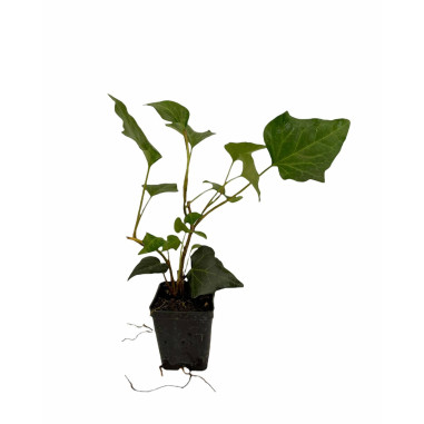Vendita Piante di Edera Ibernica Vaso 7cm-Pianta Rampicante|MondoPiante