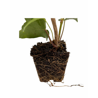 Vendita Piante di Edera Ibernica Vaso 7cm-Pianta Rampicante|MondoPiante