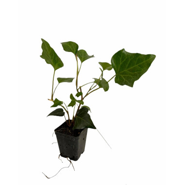 Vendita Piante di Edera Ibernica Vaso 7cm-Pianta Rampicante|MondoPiante