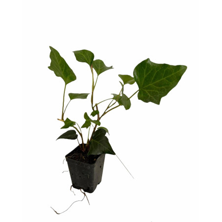 Pianta Edera Ibernica Vaso 7 cm | Mondo Piante