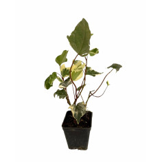 Pianta Edera Algeriensis Vaso 7 cm | Mondo Piante