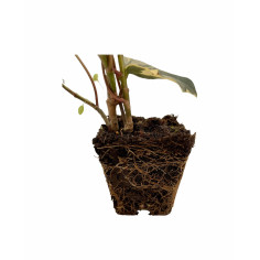 Pianta Edera Algeriensis Vaso 7 cm | Mondo Piante 2