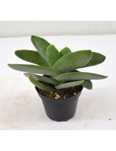 Vendita Pianta Grassa Crassula Dubia | MondoPiante