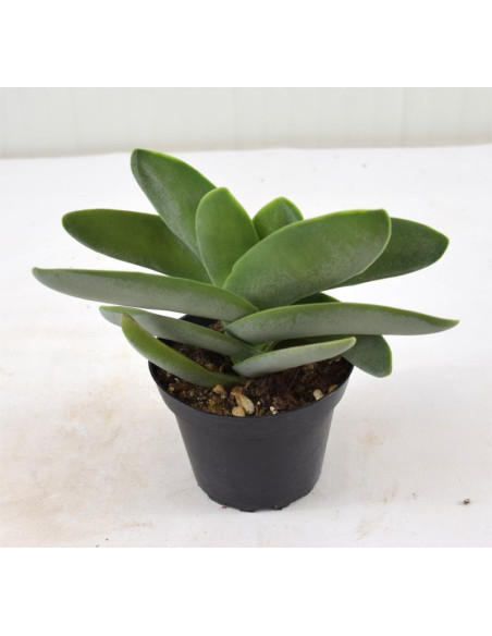 Crassula Falcata Plant for Sale-Succulent Plants|Mondo Piante