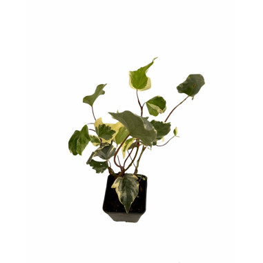 Vendita Piante  Edera Algeriensis Vaso 7-Piante Rampicanti|MondoPiante