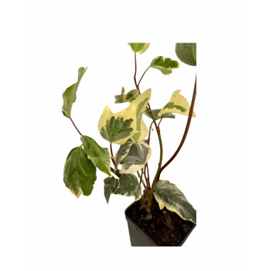 Vendita Piante  Edera Algeriensis Vaso 7-Piante Rampicanti|MondoPiante