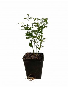 copy of jasmine Officinale...