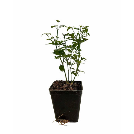 Pianta Gelsomino Officinale Vaso 7 cm | Mondo Piante