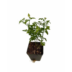 Pianta Gelsomino Officinale Vaso 7 cm | Mondo Piante 2