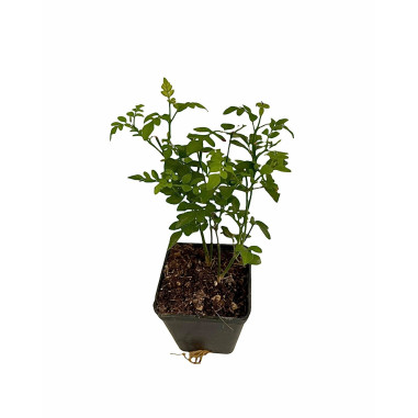 Pianta Gelsomino Officinale Vaso 7 cm | Mondo Piante