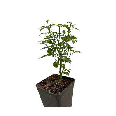 Vendita Pianta Gelsomino Officinale Vaso 7-Piante Online|MondoPiante