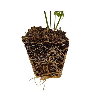 Pianta Gelsomino Officinale Vaso 7 cm | Mondo Piante