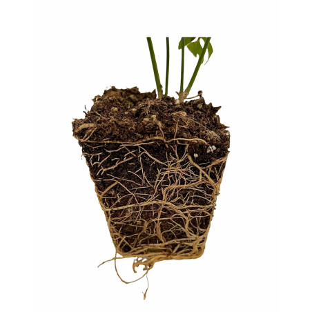 Pianta Gelsomino Officinale Vaso 7 cm | Mondo Piante