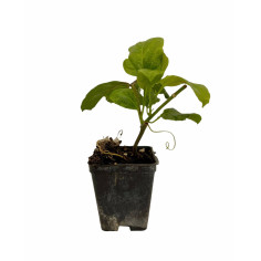 Pianta Passiflora Edulis Vaso 7 cm | Mondo Piante