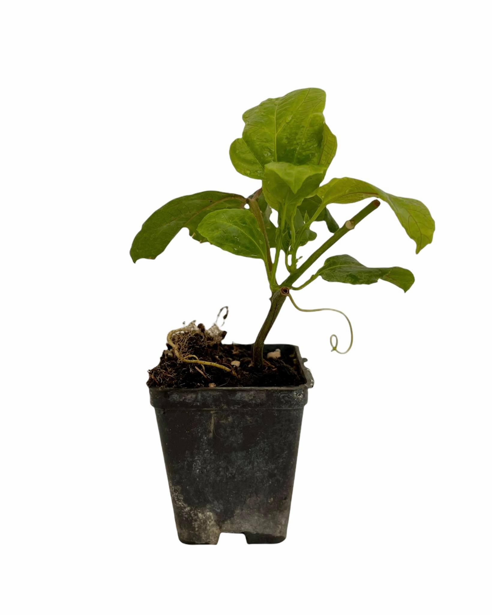 Pianta Passiflora Violacea In Vaso 7cm - Fiore Della Passione - Foto 2