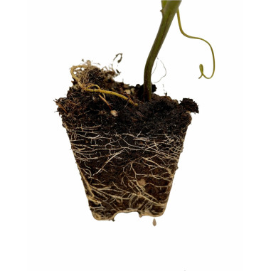 Vendita Pianta Passiflora Edulis Vaso 7-Piante Rampicanti |MondoPiante