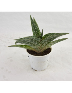 Vendita Gonialoe variegata | Aloe Tigre | MondoPiante