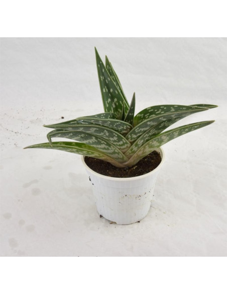 Vendita Gonialoe variegata | Aloe Tigre | MondoPiante