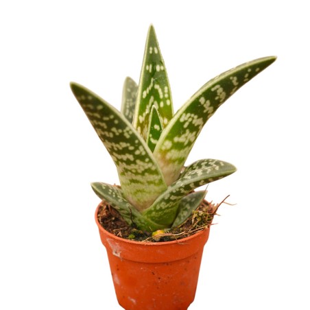 Variegated Aloe Plant for Sale-Succulent Plants|Mondo Piante