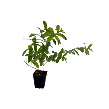 Hypericum Plant for Sale - Bush Plants Online | Mondo Piante