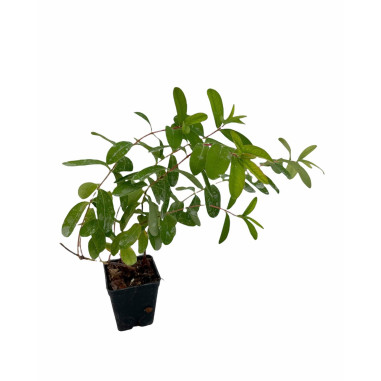 Hypericum Plant for Sale - Bush Plants Online | Mondo Piante