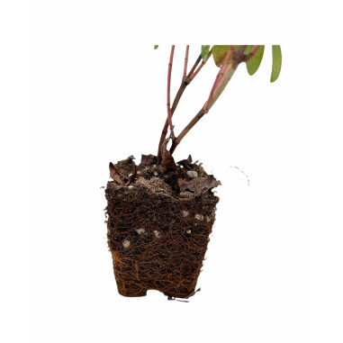 Hypericum Plant for Sale - Bush Plants Online | Mondo Piante