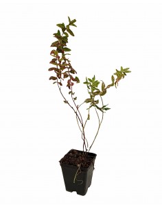 copy of Hypericum Tricolor...
