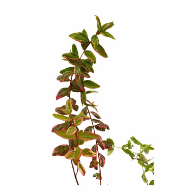 Vendita Pianta di Iperico Tricolor Vaso 7 - Piante Online|Mondo Piante