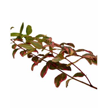 Vendita Pianta di Iperico Tricolor Vaso 7 - Piante Online|Mondo Piante