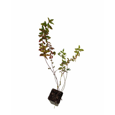 Vendita Pianta di Iperico Tricolor Vaso 7 - Piante Online|Mondo Piante