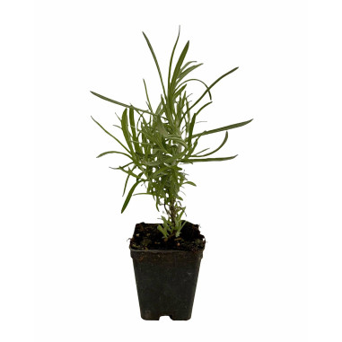 Pianta Elicriso Vaso 7 cm | Mondo Piante